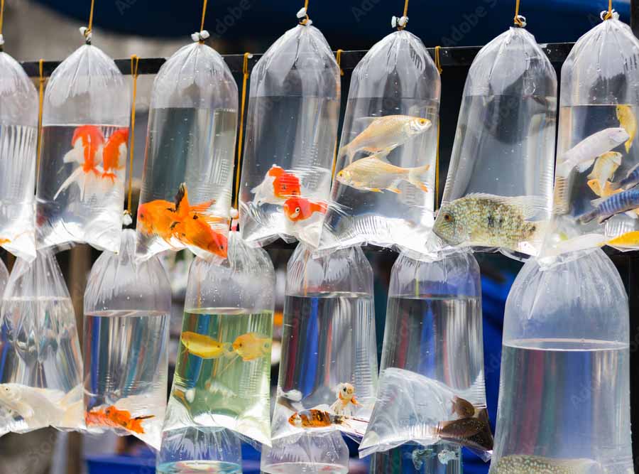 Ornamental fish in bags