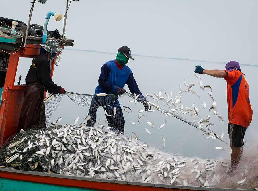 Fish being hauled aboard from the lake